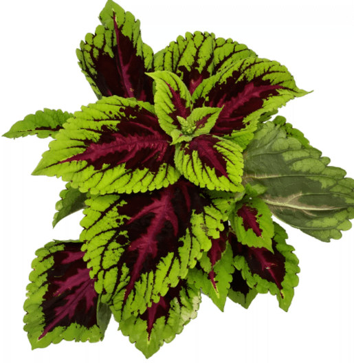 Coleus forsocolia plant as part of Matcha Slim relieves nervousness during weight loss